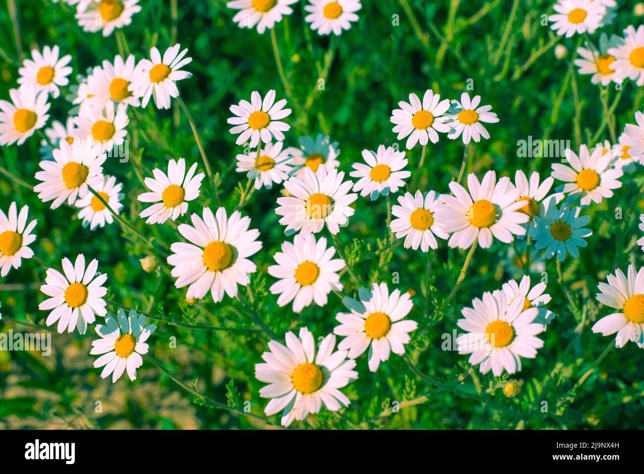 Blumenwiese aus weißen Gänseblümchen an einem sonnigen Sommertag. Schöne florale Hintergrund. Stockfoto