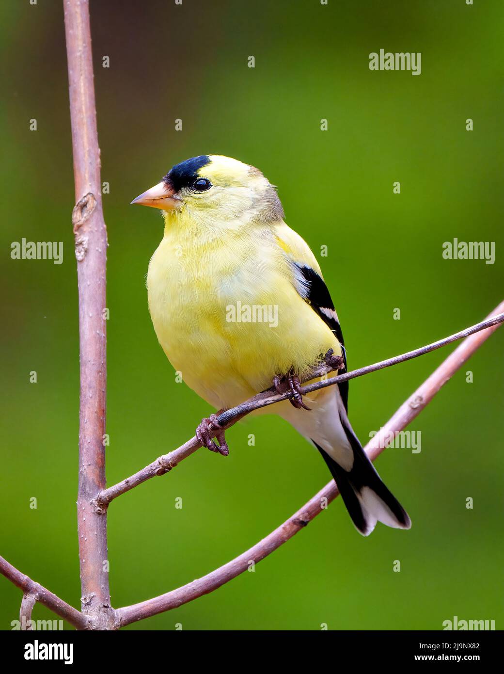American Goldfinch Nahaufnahme Profil, auf einem Zweig mit einem verschwommenen grünen Hintergrund in seiner Umgebung und Lebensraum Umgebung thront. Stockfoto