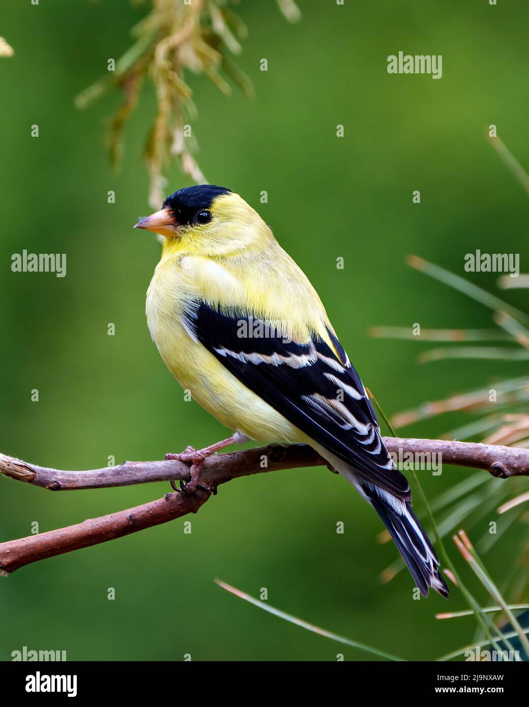 American Goldfinch Nahaufnahme Profil Ansicht, thront auf einem Zweig mit einem verschwommenen grünen Hintergrund in seiner Umgebung und Lebensraum und zeigt gelbe Farbe. Stockfoto