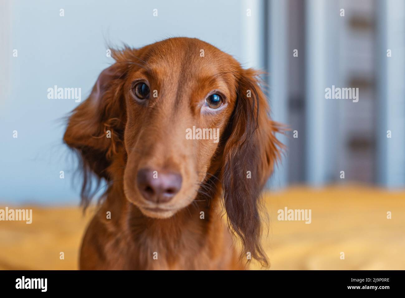 Lustiger brauner Dackel mit gebogenem Ohr, Nahaufnahme Stockfoto
