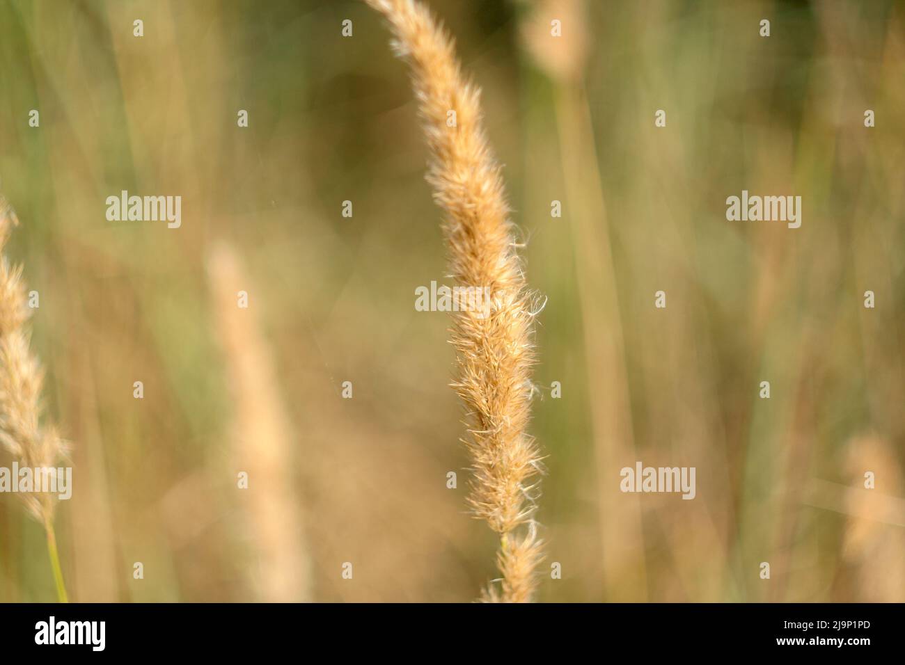 Hintergrund von Sedge Gras an sonnigen Tag. Dünengras, das während des Sonnentages im Wind winkt. Strandgras als Hintergrund für Branding, Kalender, mehrfarbige Karte Stockfoto