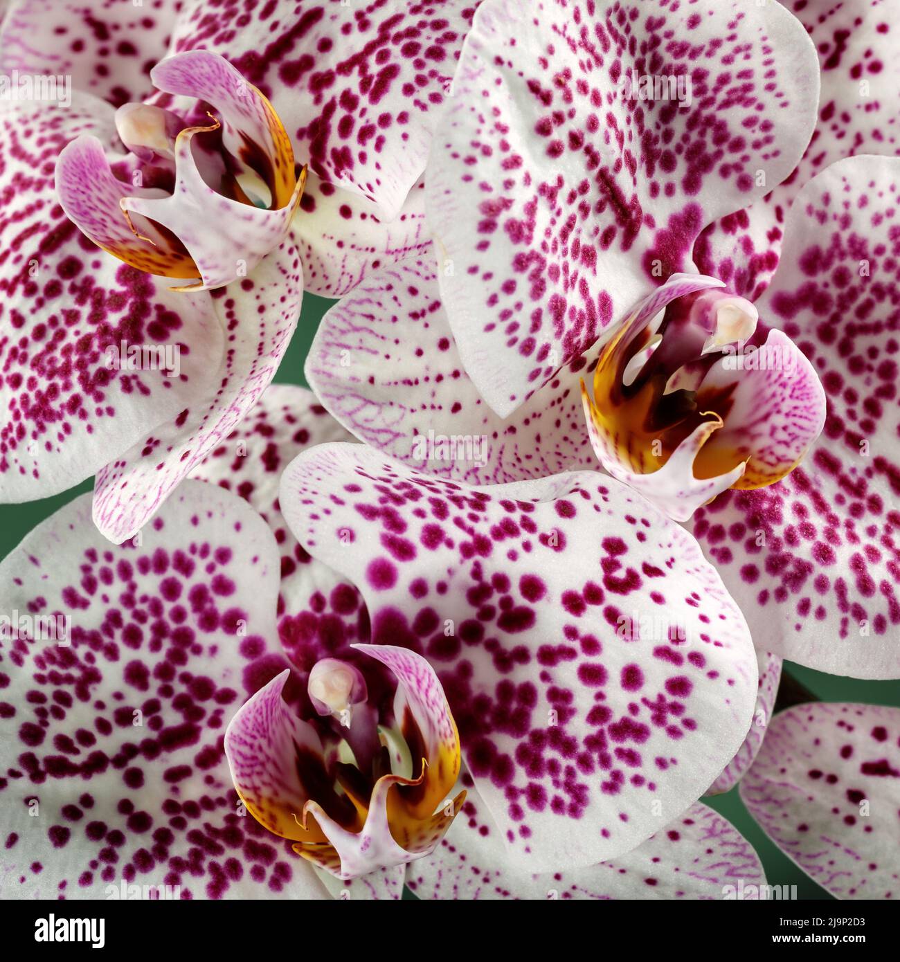 Lila gefleckte weiße Orchidee Blume in Nahaufnahme quadratischen Foto Stockfoto