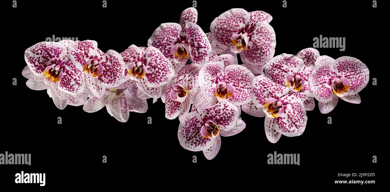 Zweig der rosa phaenopsis oder Moth Orchidee von isoliert auf schwarzem Hintergrund. Foto eignet sich als Banner für eine Website Stockfoto