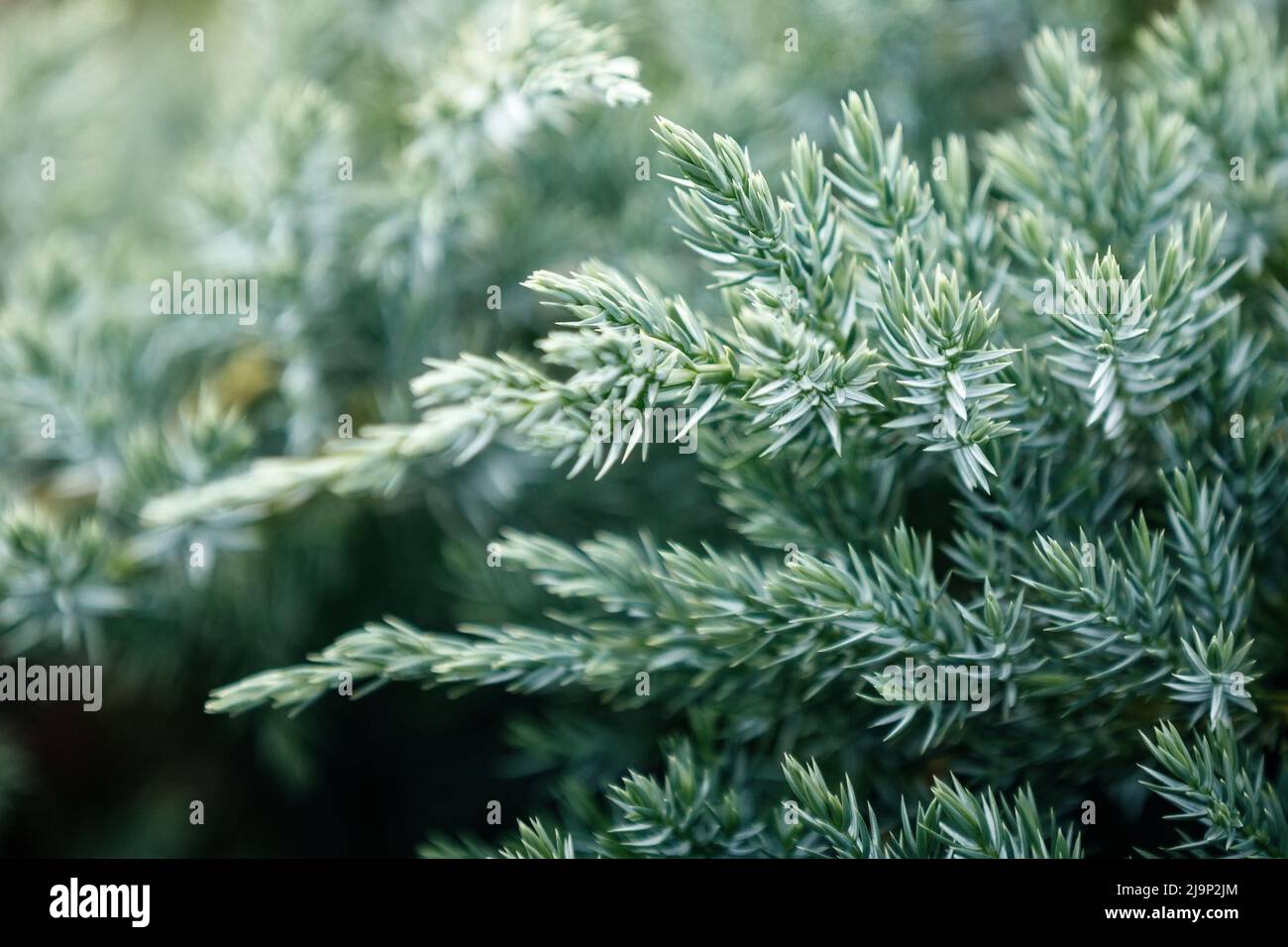 Nahaufnahme des grünen schleichenden Wacholderwerks in Nahaufnahme. Abstraktes Foto einer grünen Stachelpflanze. Kann als Hintergrund verwendet werden, es gibt Platz für Text. Stockfoto