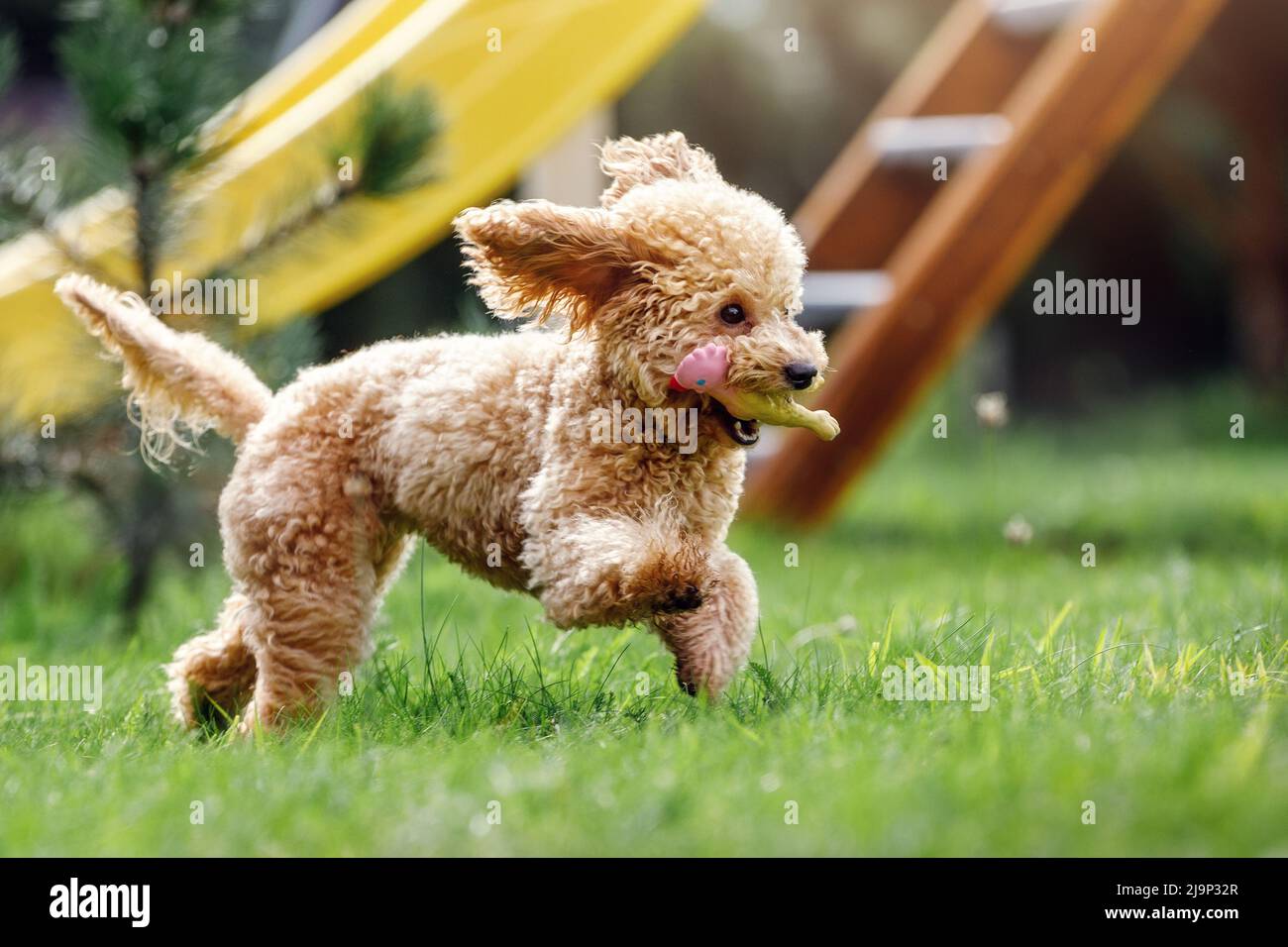 Niedlicher kleiner goldener Hund, der spielerisch auf dem grünen Rasen im Park läuft. Glücklicher Hund fliegt schnell und trägt ein aus Gummi geformtes Spielzeug in seinem Mund Stockfoto