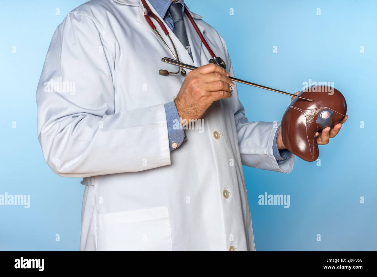 Nicht erkennbarer Arzt, der auf die Leber eines anatomischen Modells verweist Stockfoto