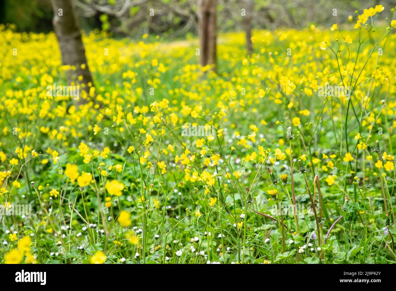 Ranunculus acris oder Butterblumen. Zu den gebräuchlichen Namen gehören Wiesenbutterschale, hoher Butterfuß, gewöhnlicher Buttercup und riesiger Buttercup. Stockfoto