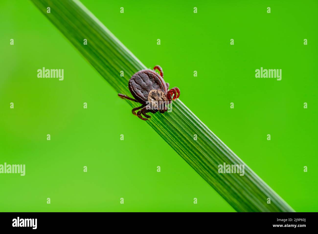 Auf Gras kriechende Insekte der Eckenephalitis. Lyme-Borreliose, Encephalitis, DTV oder Powassan Virus Infektiöse Dermacentor Tick Arachnid Parasit Stockfoto