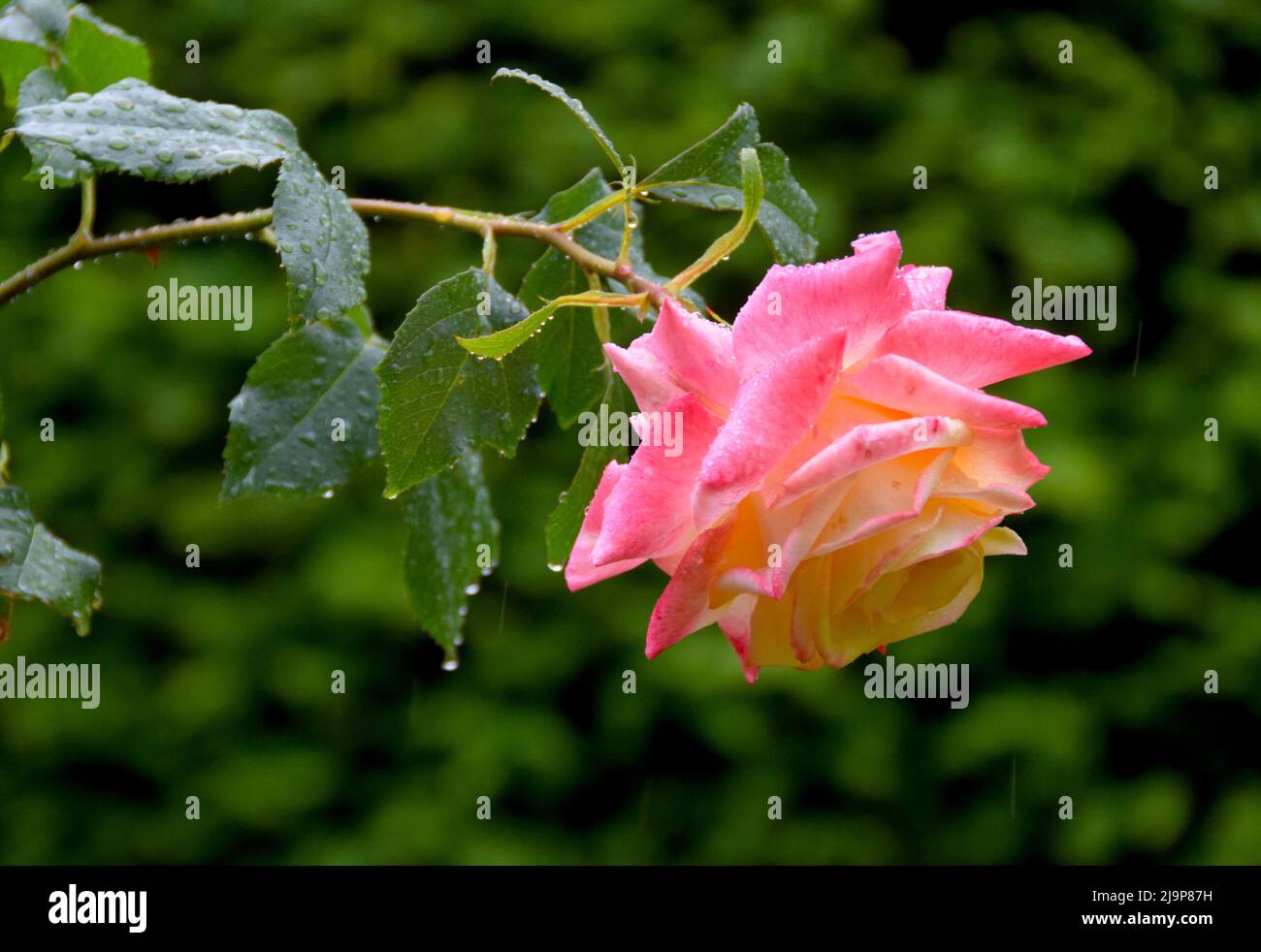 24/05/2022 Rochester UK Eine Sommerrose wird in einem Garten in Rochester Kent durch Regen erfrischt. Stockfoto