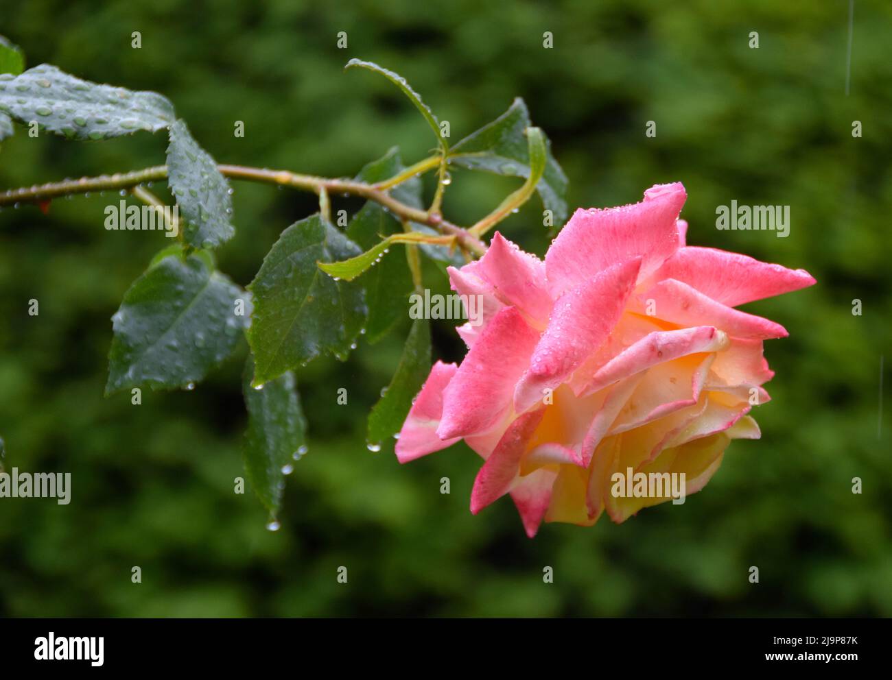 24/05/2022 Rochester UK Eine Sommerrose wird in einem Garten in Rochester Kent durch Regen erfrischt. Stockfoto