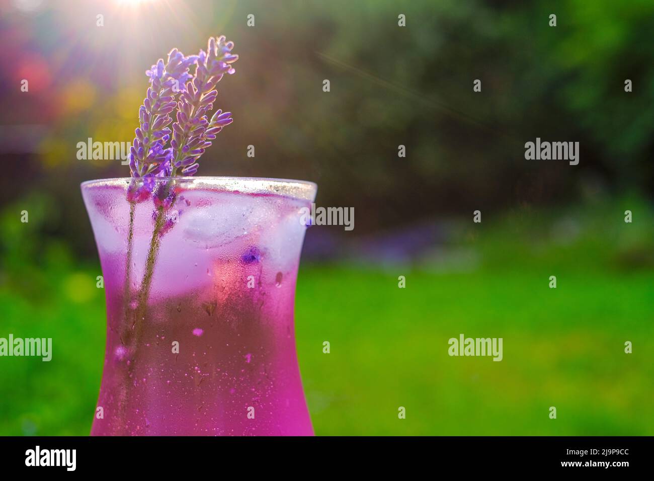 Lavendel Cocktail.Lavendel Sommergetränk.Nebelglas und Lavendelblüten in der Sonne.Glascocktail mit Fliedergetränk, Lavendel, Zitrone und Eis in der Stockfoto