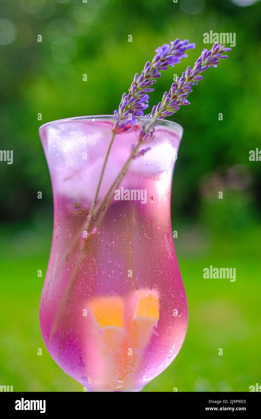 Lavendel Sommergetränk.Nebelglas und Lavendelblüten in der Sonne.Glascocktail mit Getränk, Lavendel, Zitrone und Eis in der Sonne im Sommergarten Stockfoto