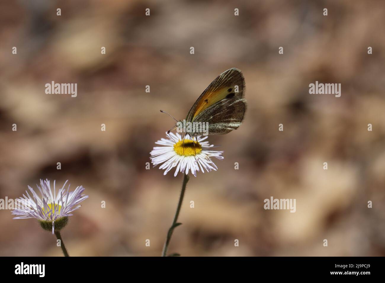 Zierlicher Schwefelschmetterling oder Nathalis iole, der sich auf einer Flohblume in einem Hof in Payson, Arizona, ernährt. Stockfoto