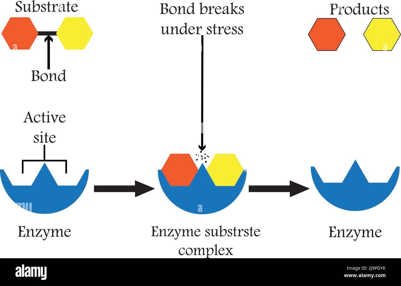Enzyme, die die Nahrungsbestandteile in ihre Grundbausteine zersetzen, um ihre Aufnahme im Körper zu erleichtern, und wir nennen sie Verdauungsenzyme. Stock Vektor