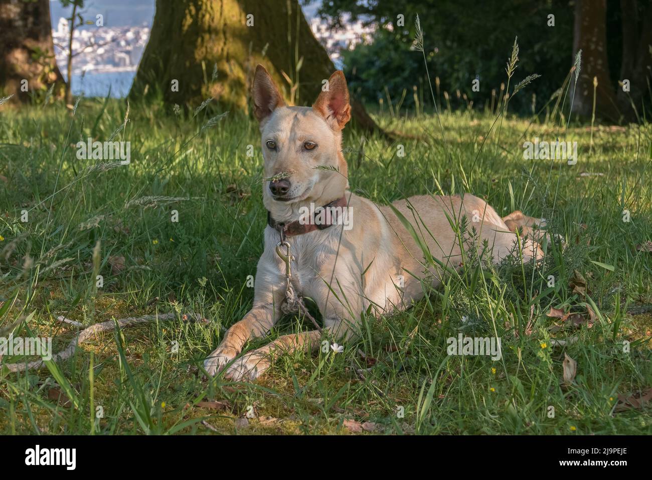 podenco Rassehund liegt auf dem Gras des Feldes und ist aufmerksam und ruhend Stockfoto