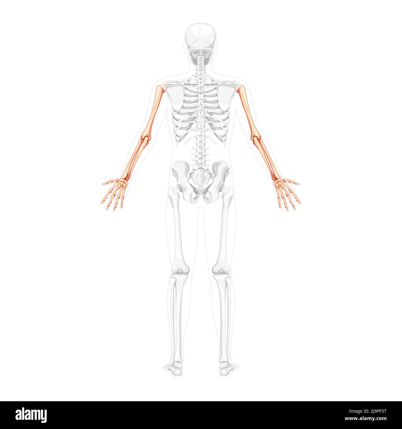 Skelettarme menschlicher Rücken hintere Rückenansicht mit teilweise transparenter Knochenposition. Hände, Unterarme realistisches, flaches, natürliches Farbkonzept Vektor-Illustration der Anatomie auf weißem Hintergrund isoliert Stock Vektor