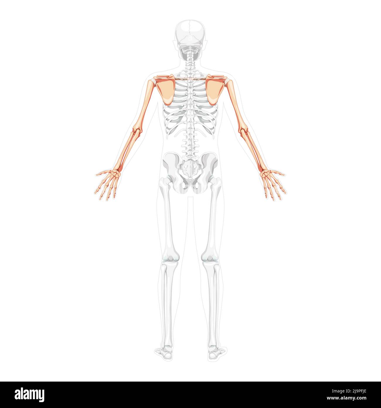 Skelett obere Extremität Arme mit Schultergurt menschliche Rückenansicht mit zwei Armhaltungen mit teilweise transparenter Knochenposition. Schlüsselbein, Schulterblatt, Unterarme realistisches flaches Konzept Vektordarstellung Anatomie Stock Vektor
