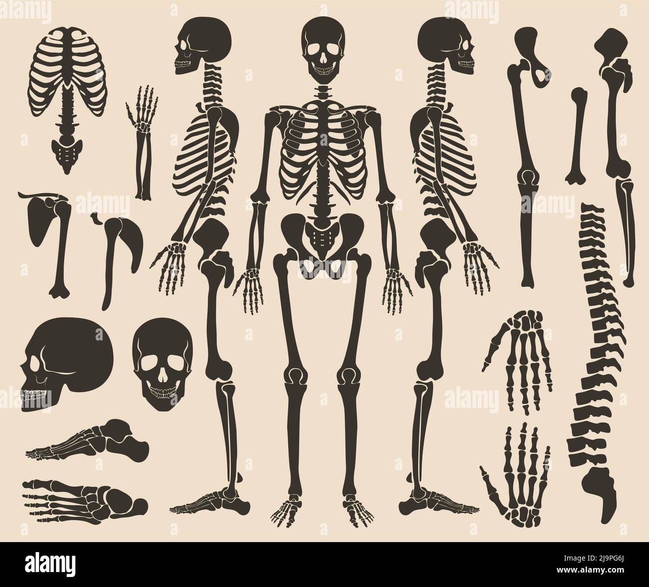 Hochwertige, detaillierte Vektordarstellung mit Knochen. Human Bones Skelett dunkelschwarze Silhouette Kollektion. Stock Vektor