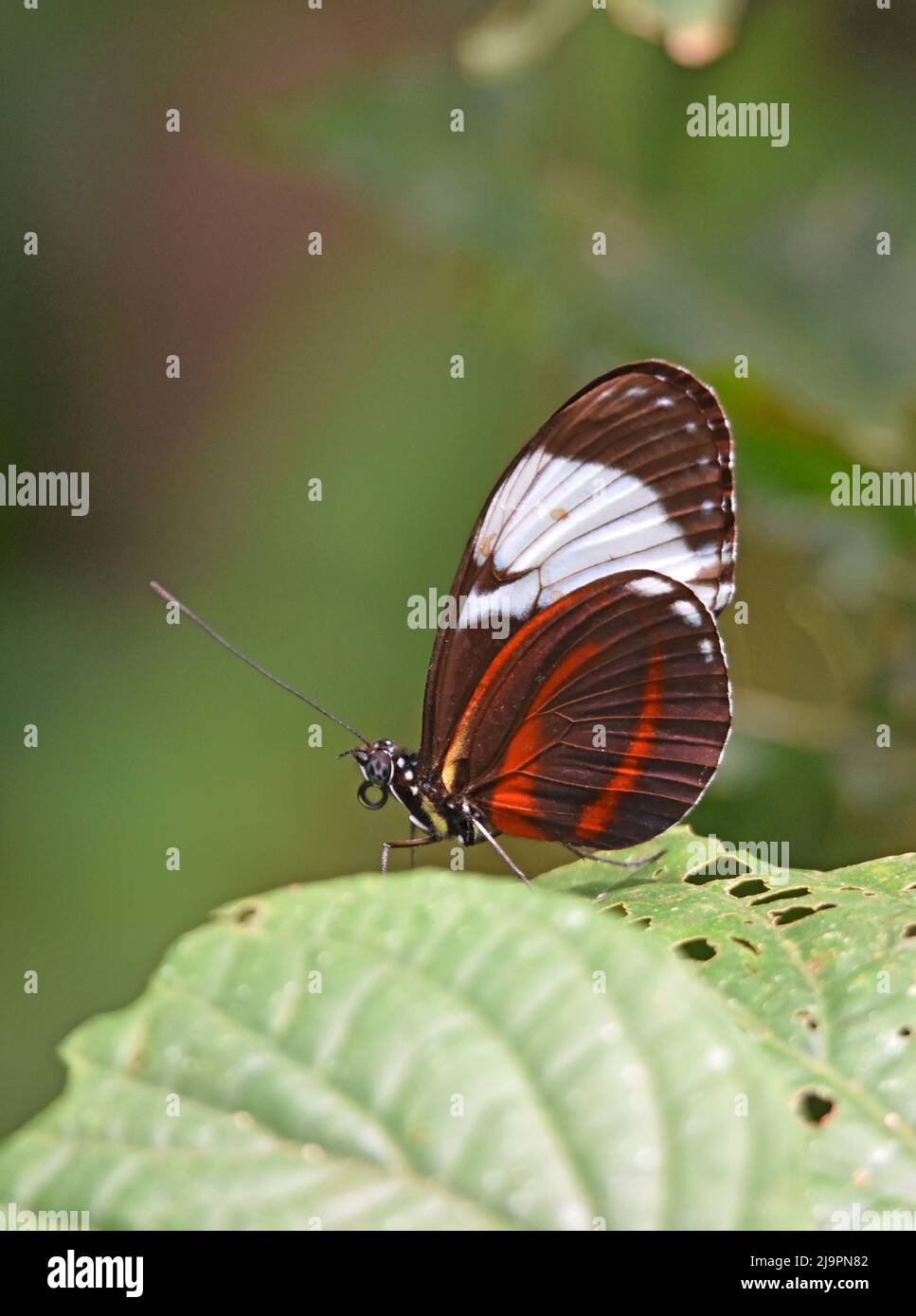 Heliconius cydno, cydno langflügeliger Schmetterling Stockfoto