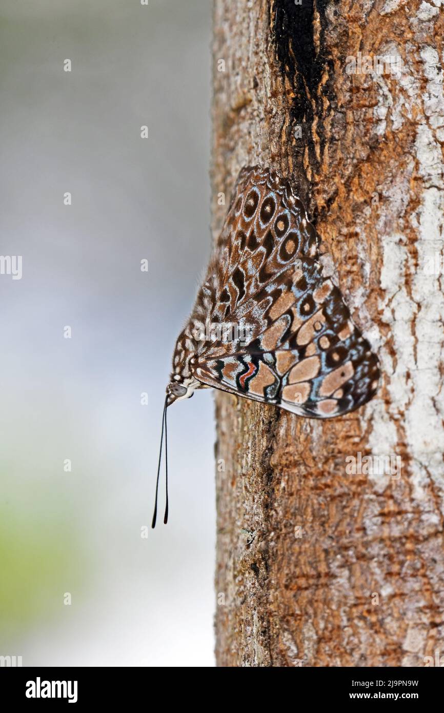 Variabler Cracker-Schmetterling (Hamadryas feronia) Costa Rica Stockfoto