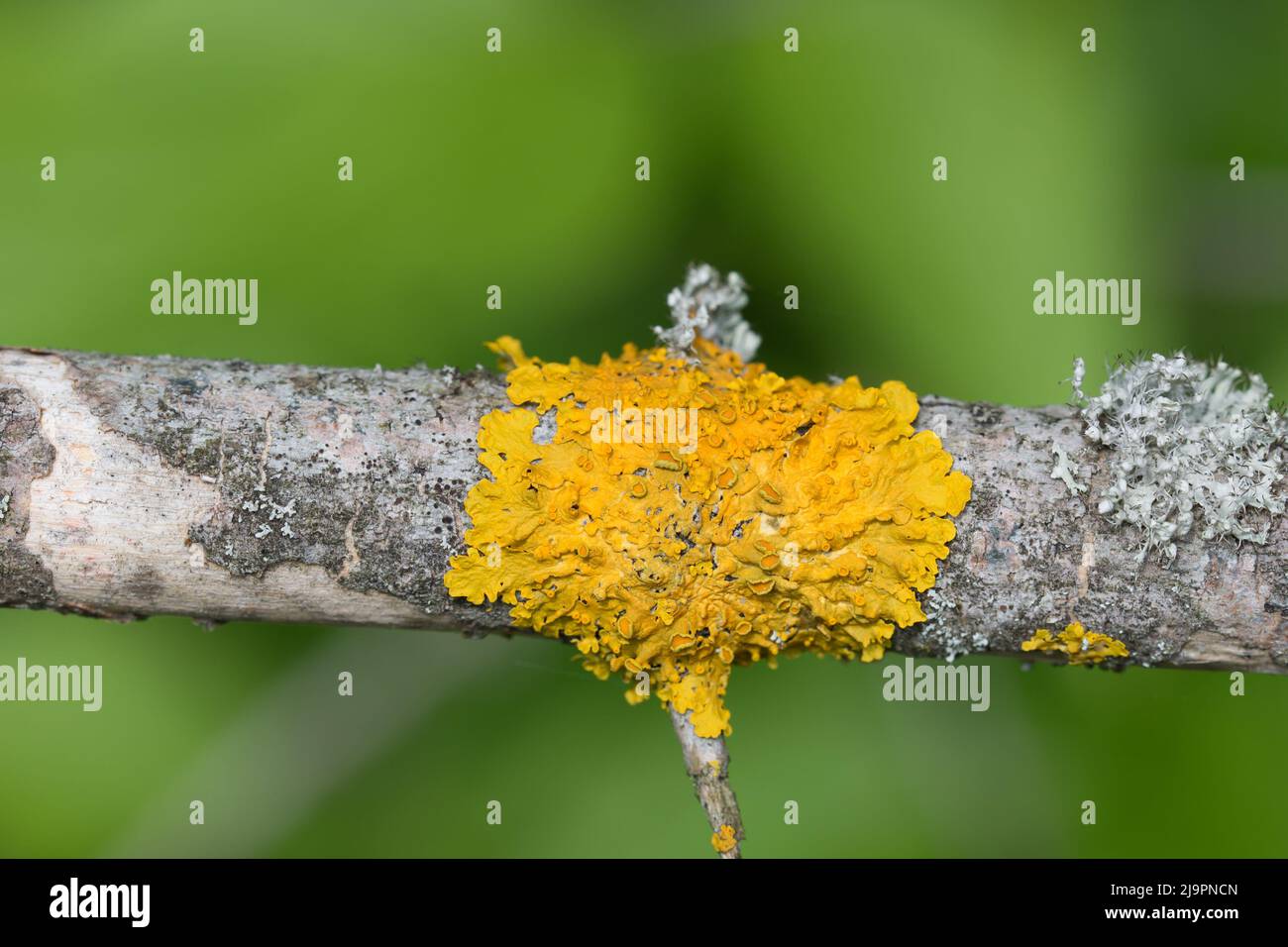 Xanthoria parietina, gewöhnliche orangefarbene Flechte am Baumzweig Nahaufnahme selektiver Fokus Stockfoto