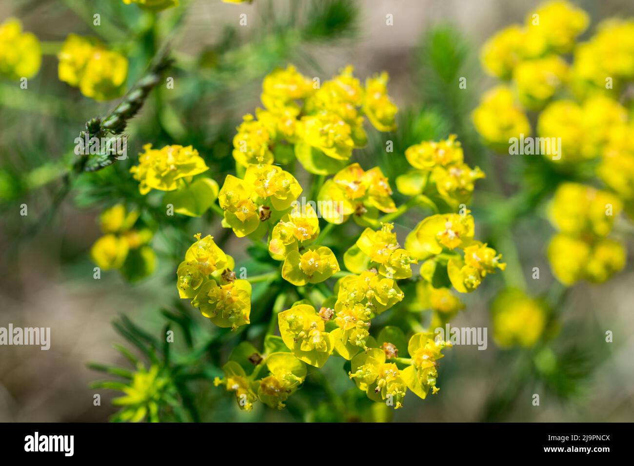 Die Zypressenblüten, die Zypressenspurgen, vertupfen den selektiven Fokus Stockfoto