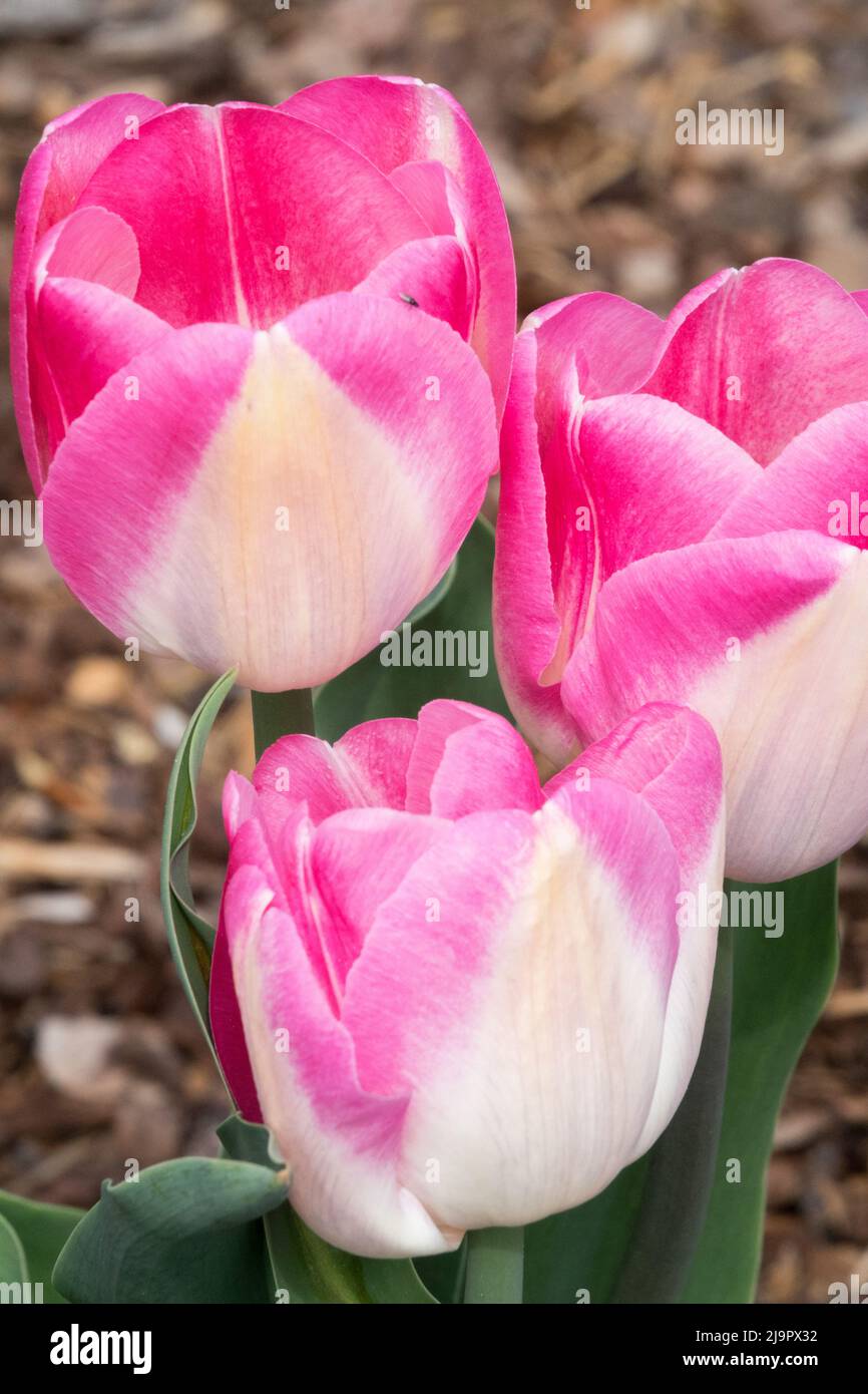 Tulipa „Innuendo“, Pink White, Tulip, Tulpen, Frühling, Blütenblätter, Blüten Stockfoto