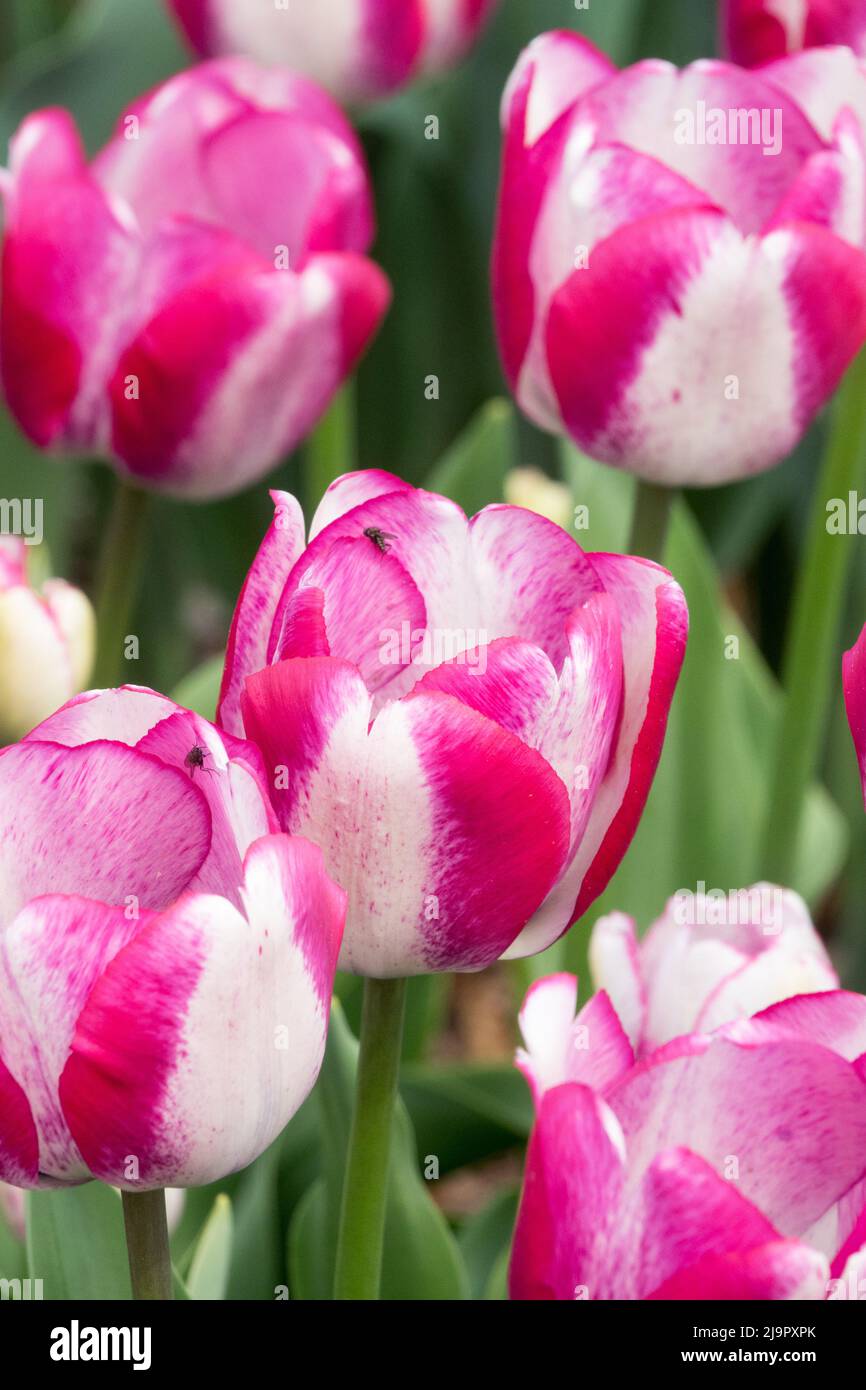 Rosa Weiß, Tulpen, Blumenbett, Tulipa „Hotpants“, Triumph Tulip, Garten Stockfoto
