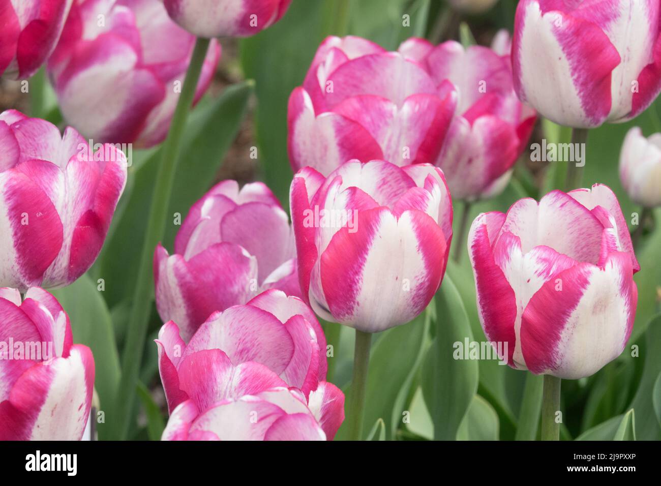 Rosa Weiß, Tulpen, Blume, Bett, Tulipa „Hotpants“, Triumph Tulip, Garten Stockfoto