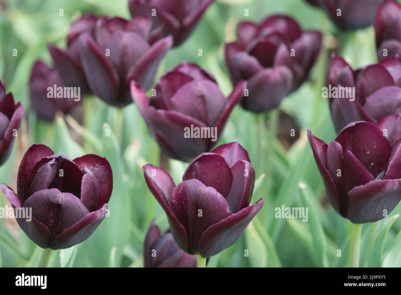 Tief, Dunkel, Schwarz-Lila, Triumph, Tulpe, Tulipa 'Paul Scherer', Tulpen, Blumen, Farben Stockfoto