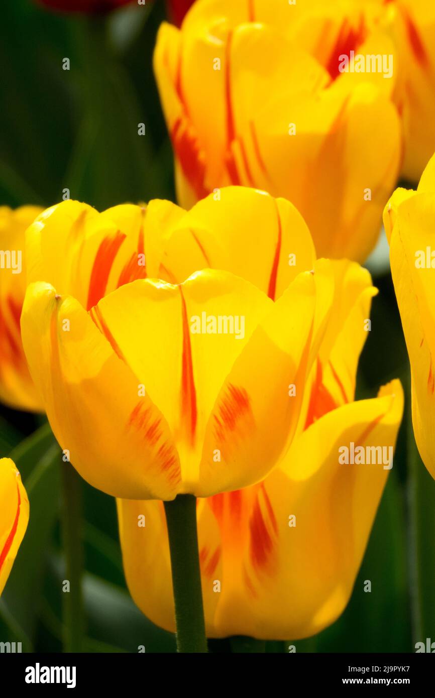 Gelb, Tulpen, Tulipa „Gestreiftes Apeldoorn“, Rot, Flammen, Tulpe, Frühling, Blumen Stockfoto
