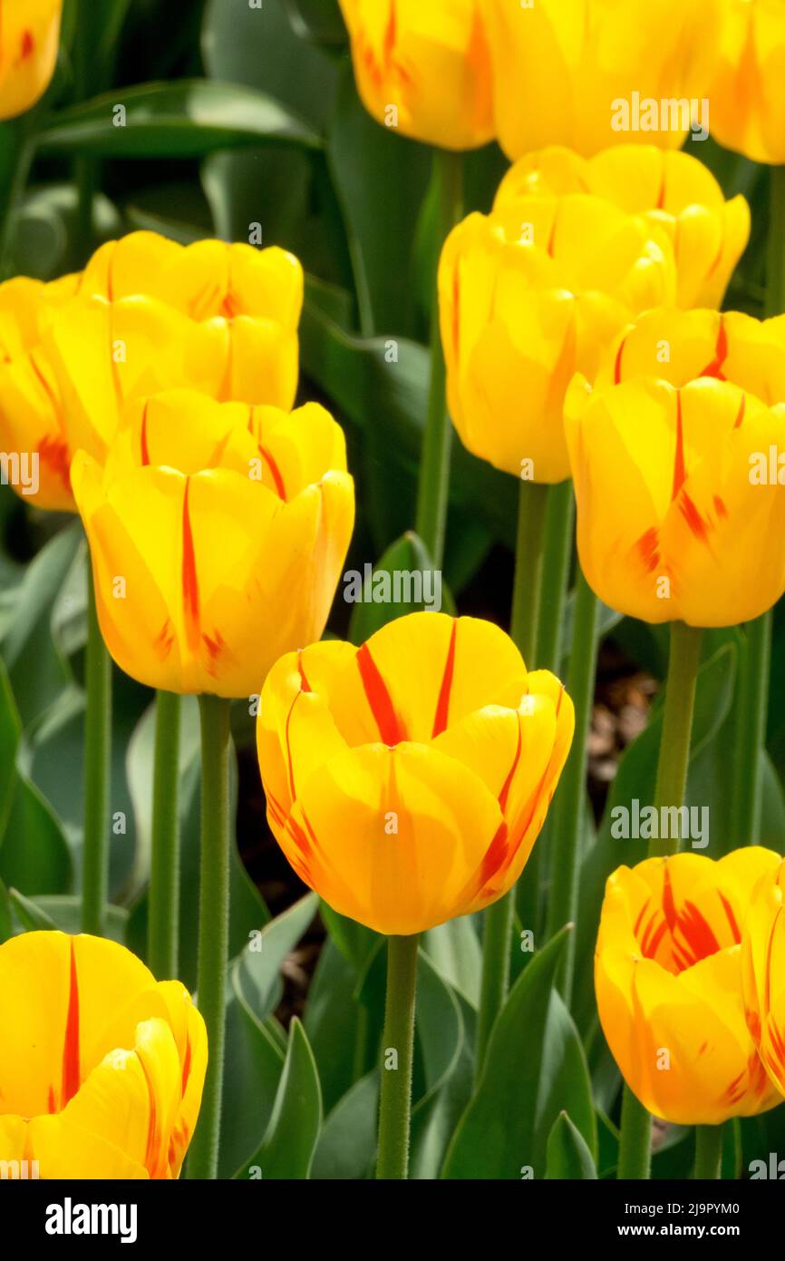 Gelb, Tulpen, Tulipa „Gestreiftes Apeldoorn“, Rot, Flammen, Tulpe, Frühling, Blumen Stockfoto