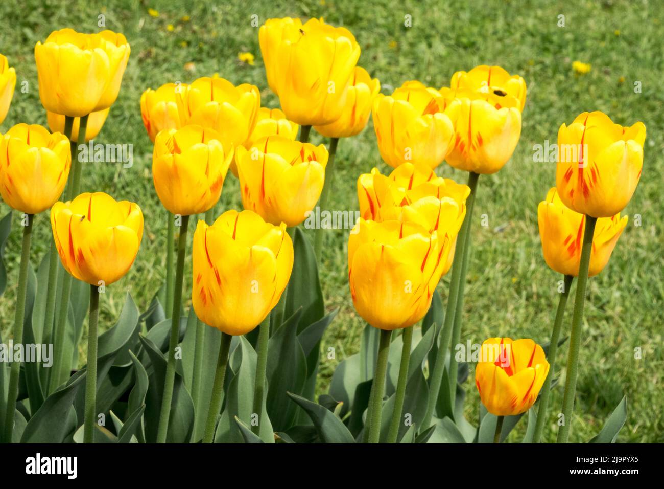 Tulpen, Gruppe, Gelb, Blumen, Farben, Frühling, Blumenbett, Blüten, Blühend Stockfoto