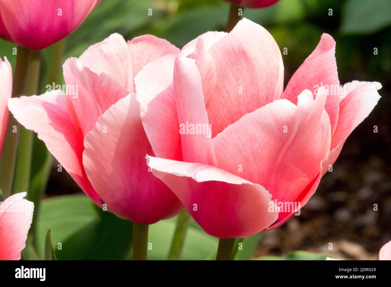 Tulipa 'Lachs Impression', Schön, Rosa, Frühling, Garten, Tulpen, Tulpe, Blüten, Blume Schönheit Stockfoto