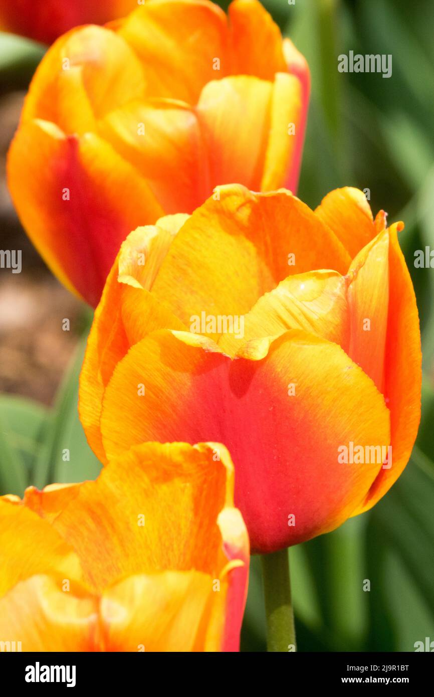 Tulipa 'Apeldoorns Elite', Schön, Orange Lila, Tulpen, Blumen, Tulpenporträt Stockfoto