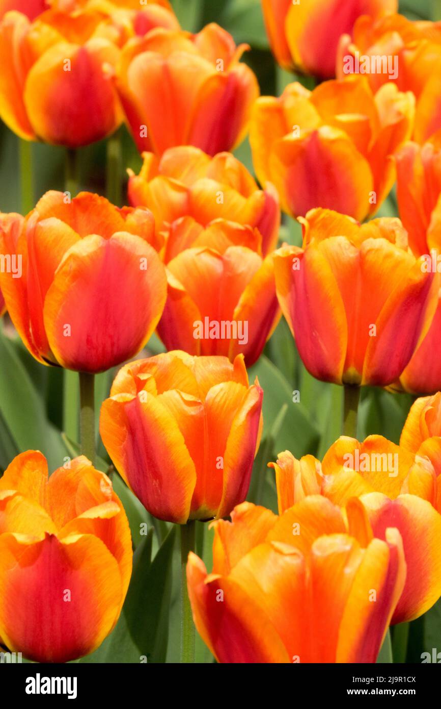 Tulipa 'Apeldoorns Elite', Schön, Orange Lila, Tulpen, Blumen, Tulpe Stockfoto