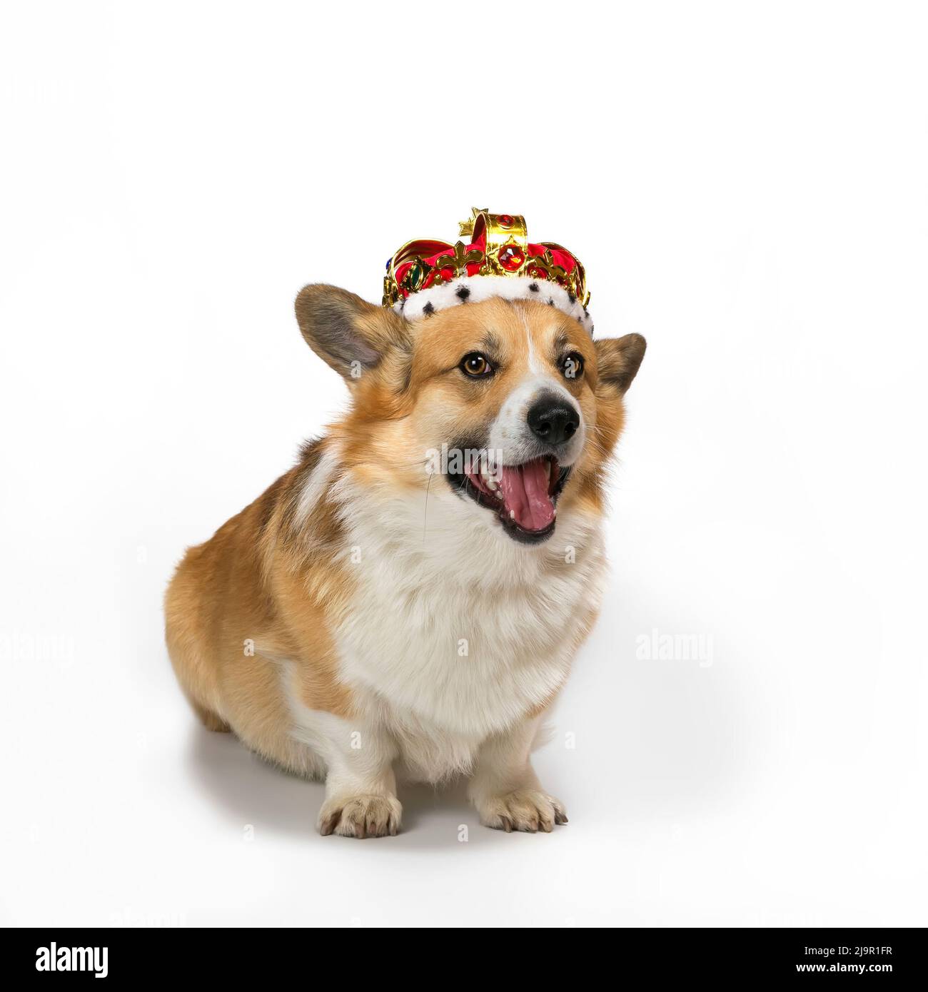 Isoliertes quadratisches Porträt eines niedlichen Corgi-Hundewelpen in einer roten goldenen Tiara, verziert mit Edelsteinen auf weißem Hintergrund, sitzend und lächelnd Stockfoto