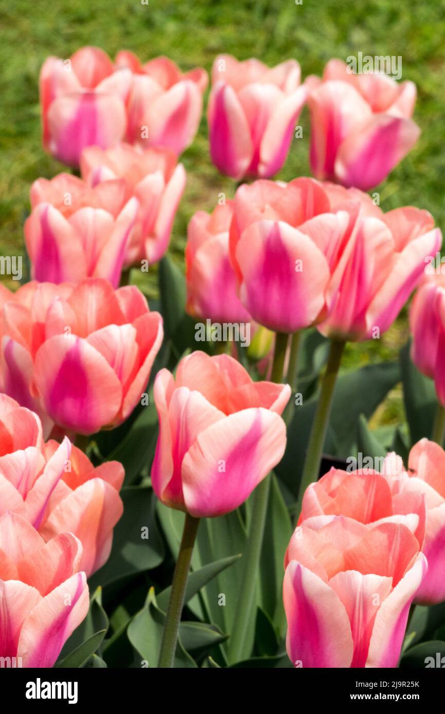 Tulpen „Apricona“, Tulipa, Lachs, Rosa Farben, Triumph, Tulpe, Blumenbett Stockfoto