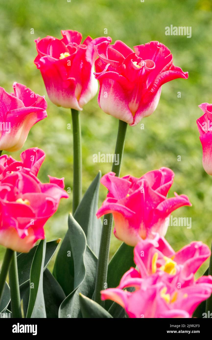 Violettes Violett, Tulpen, Tulipa „Krone der Dynastie“, Tulpe, Blüten, Frühling, Blumen, Blütenblätter Stockfoto