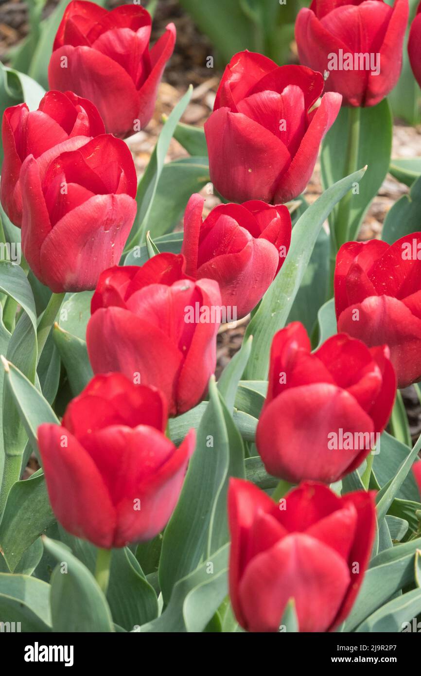 Rote Tulpen, Tulipa 'Pallada' Blumenbeet Stockfoto
