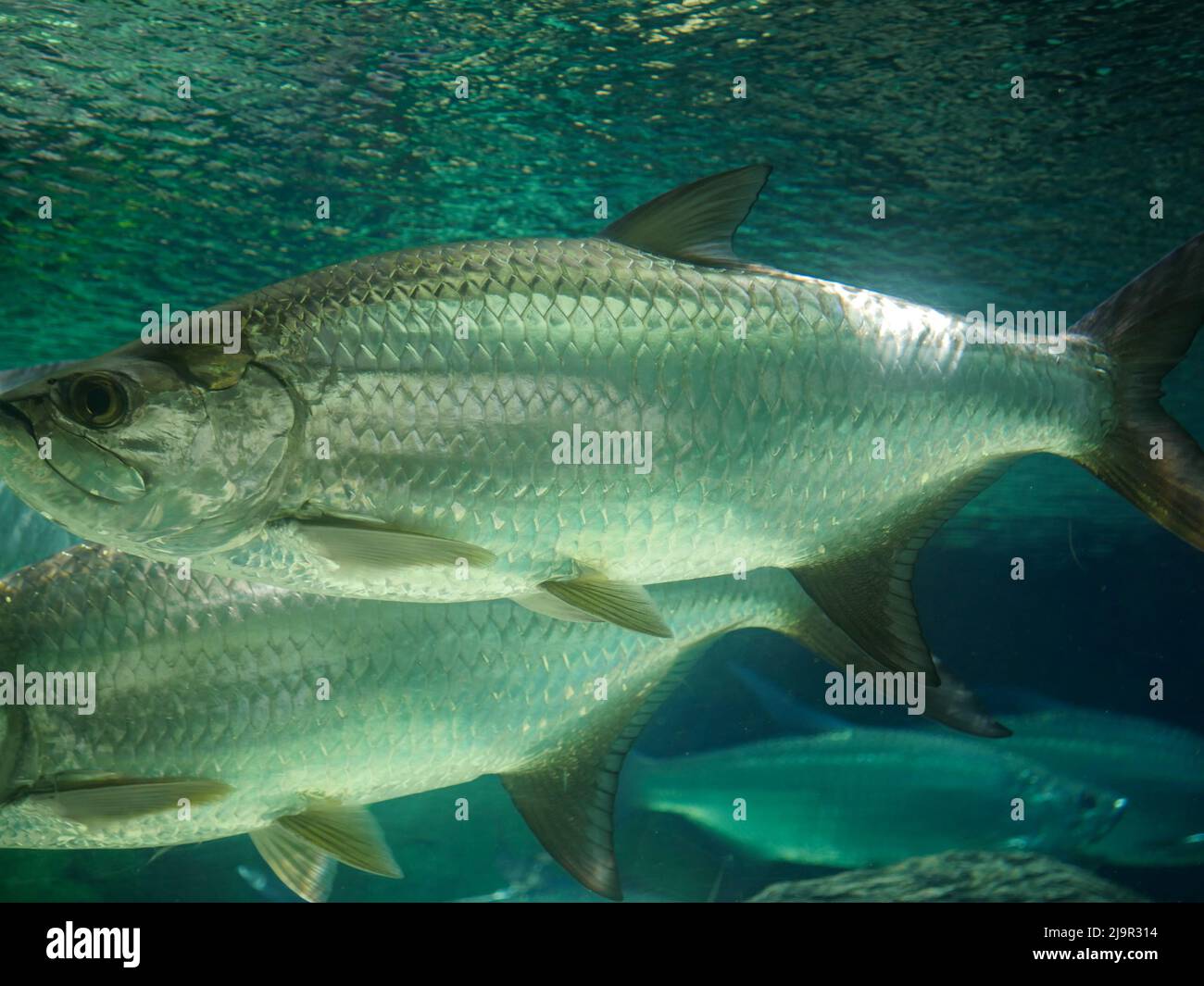 Atlantischer Tarponfisch, auch bekannt als der Silberkönig, schwimmt im Aquarium. Es ist ein Rochenflocken-Fisch, der Küstengewässer, Mündungen, l bewohnt Stockfoto