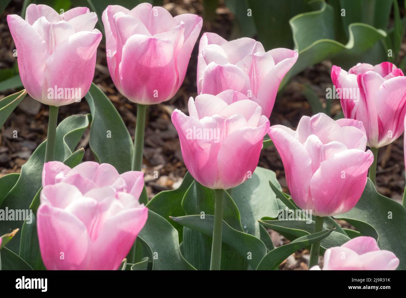 Pink Tulipa „Aafke“ Frühlingsblumen Tulips Schönheit Pink TulipTriumph Stockfoto