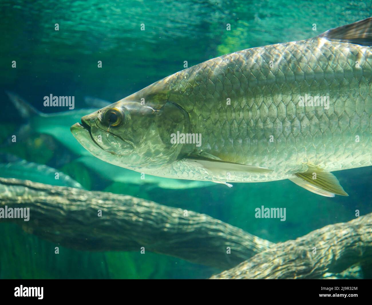 Atlantischer Tarponfisch, auch bekannt als der Silberkönig, schwimmt im Aquarium. Es ist ein Rochenflocken-Fisch, der Küstengewässer, Mündungen, l bewohnt Stockfoto