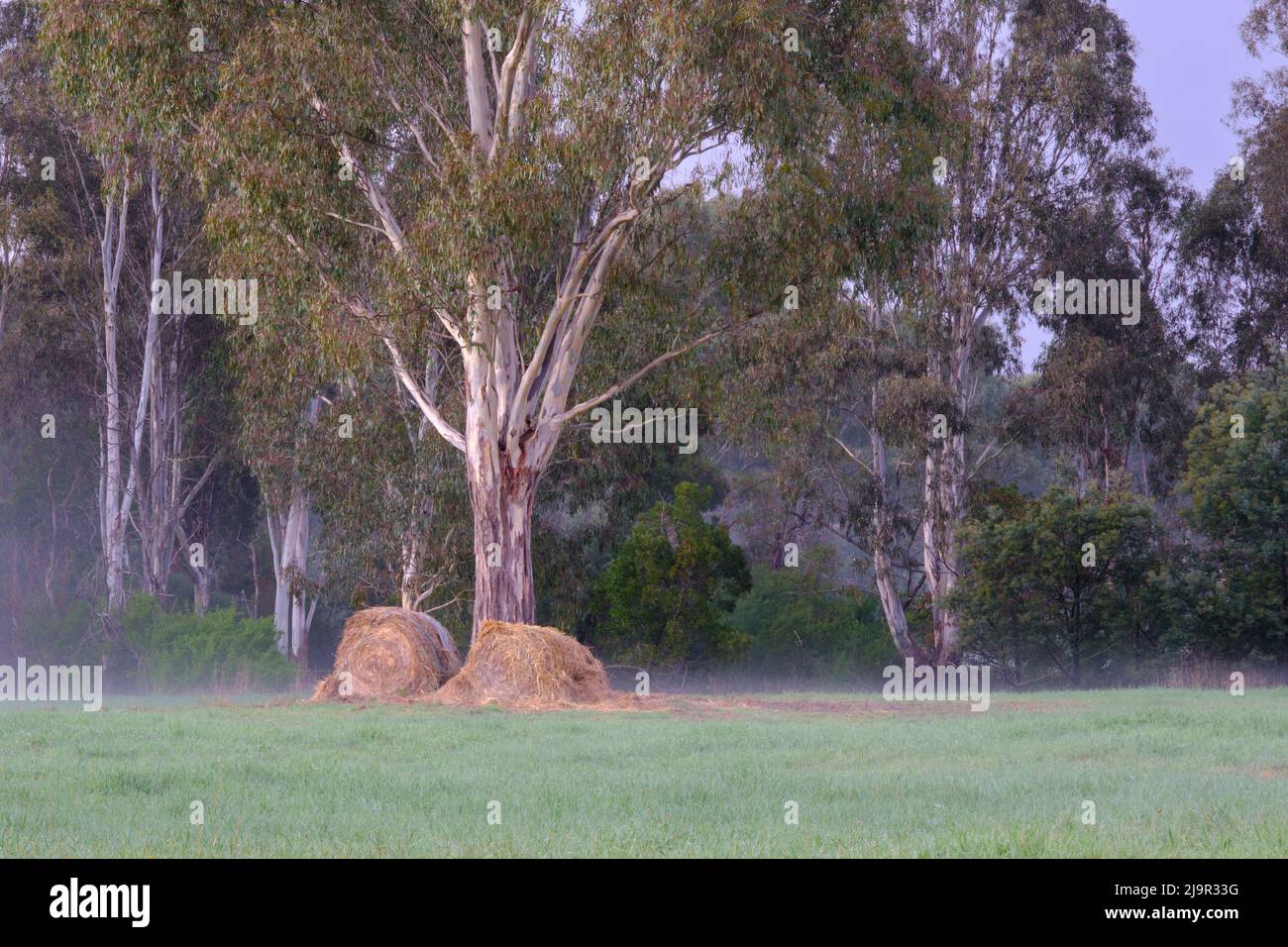 Heuballen und Gum Bäume Stockfoto