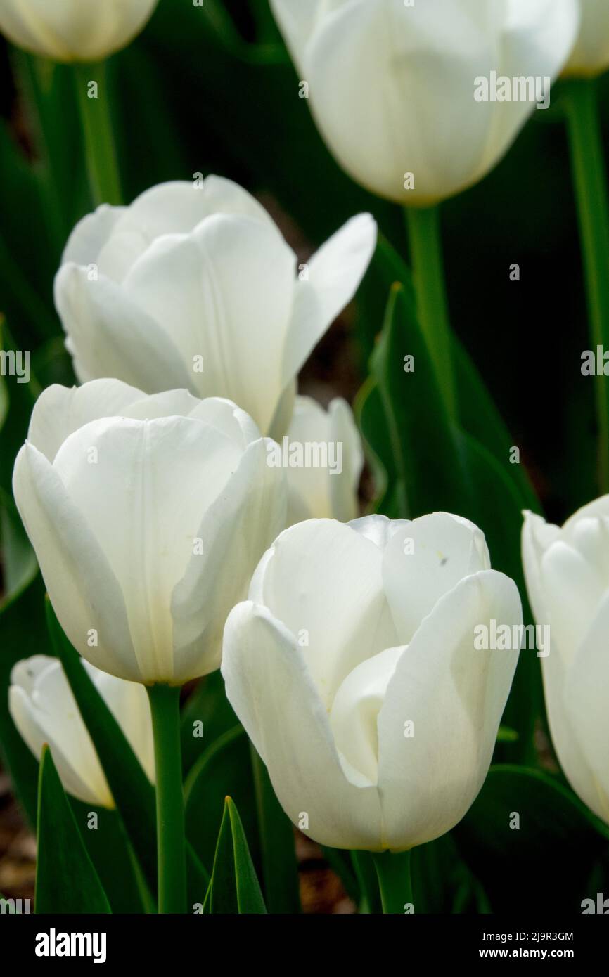 Schöne weiße Tulpe, Tulipa 'Inzell' Stockfoto