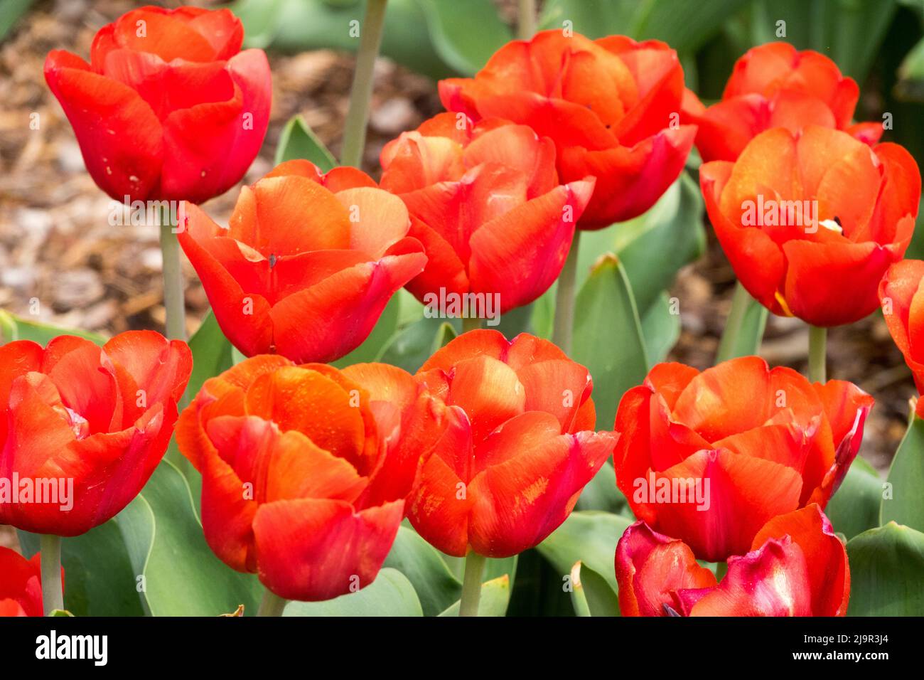 Blassrote Tulpen „Escape“ Tulipa Tulpe im Blumenbett Stockfoto