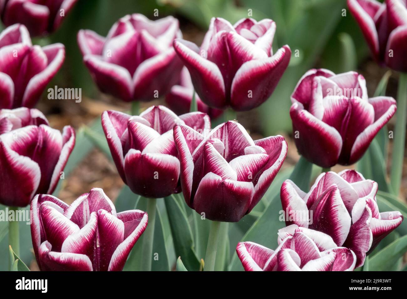 Tiefviolett mit weißen Triumph Tulpen 'Arabian Mystery' im Blumenbeet Stockfoto