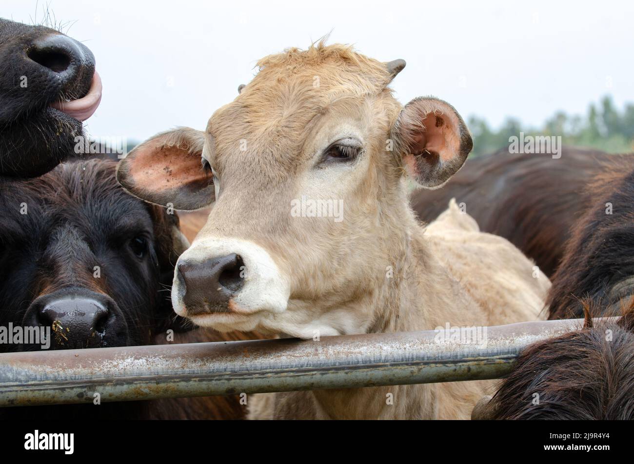 Junger Kuhkopf Stockfoto