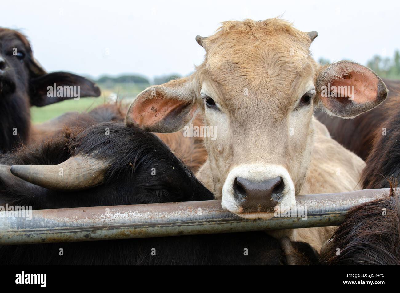 Junger Kuhkopf Stockfoto