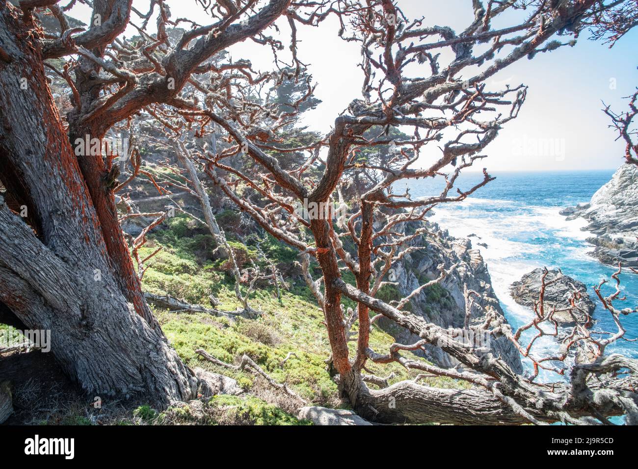 Monterey Zypressen bedeckt mit Orangenalgen (Trentepohlia flava) im Point Lobos State Park, Kalifornien. Stockfoto